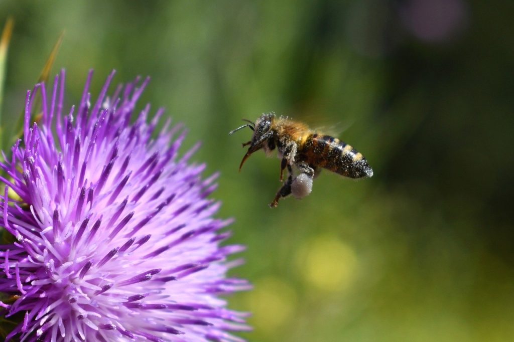 bee, pollination, thistle