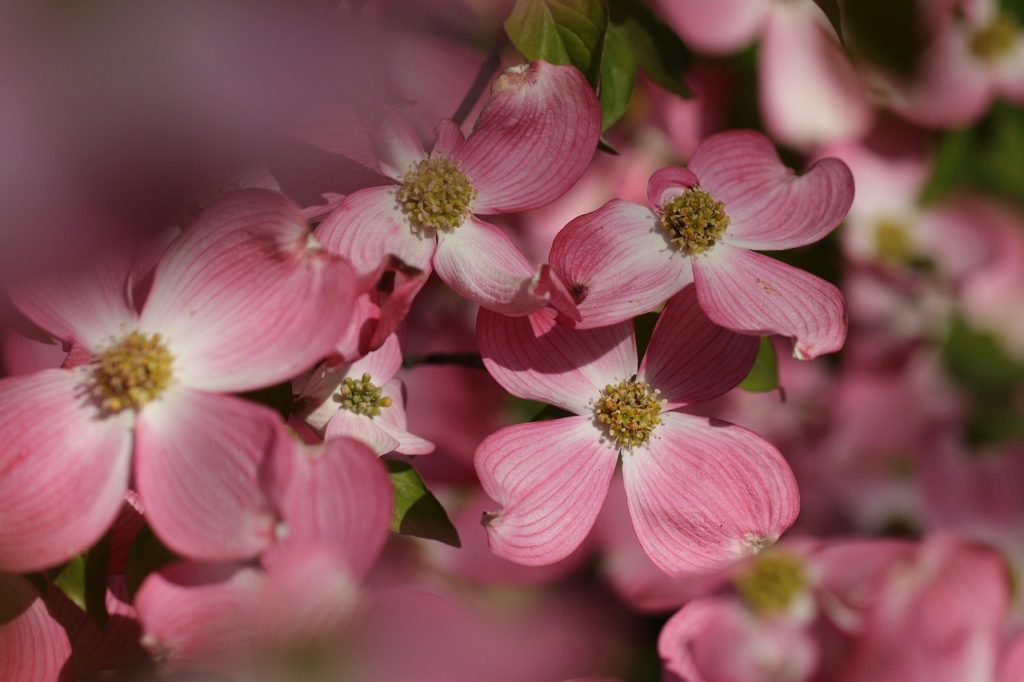 flower, flowers, pink