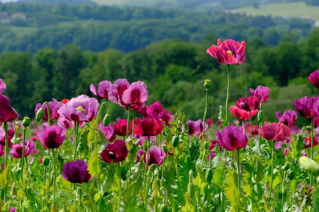 poppy, violet, poppy flower