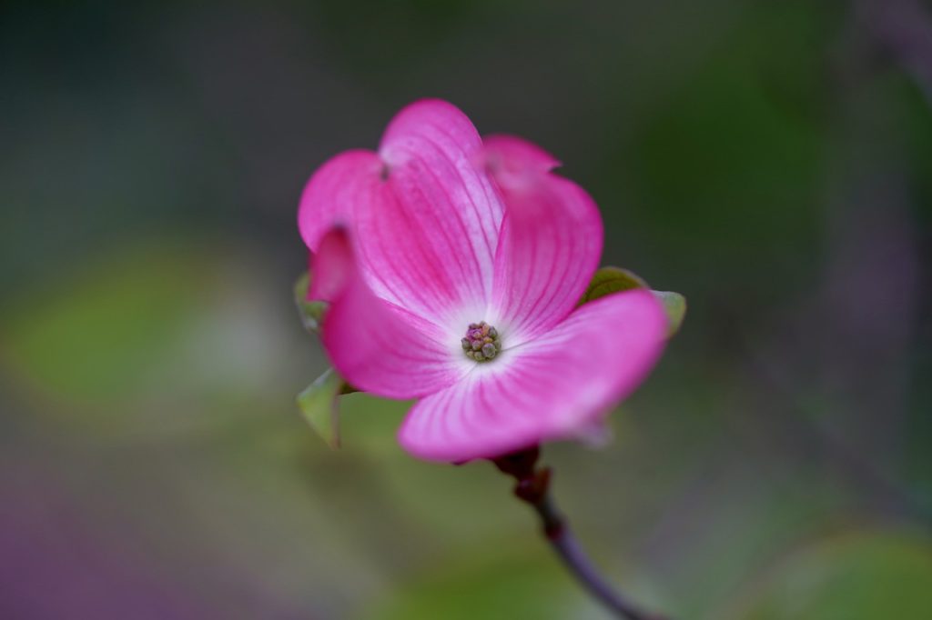 cornus, blossom, bloom