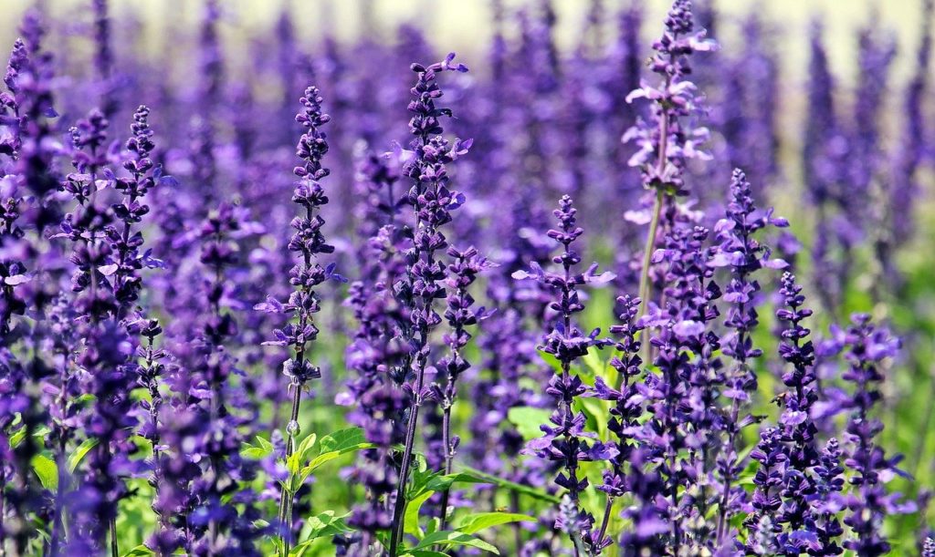 sage, flowers, purple flowers