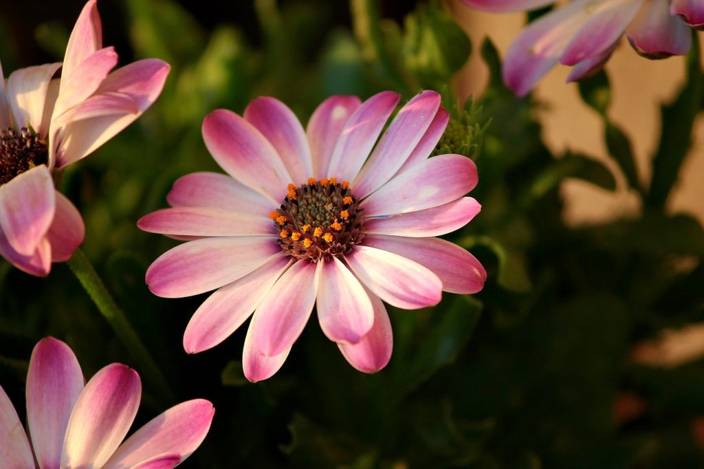 bornholm marguerite, marguerite, pink