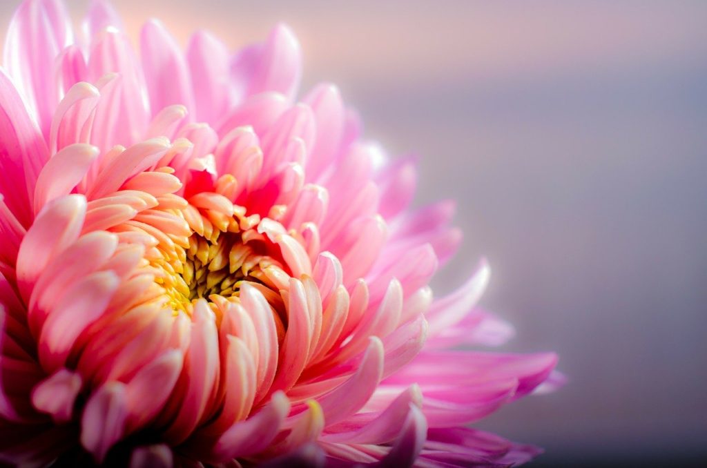 chrysanthemum, blossom, flower