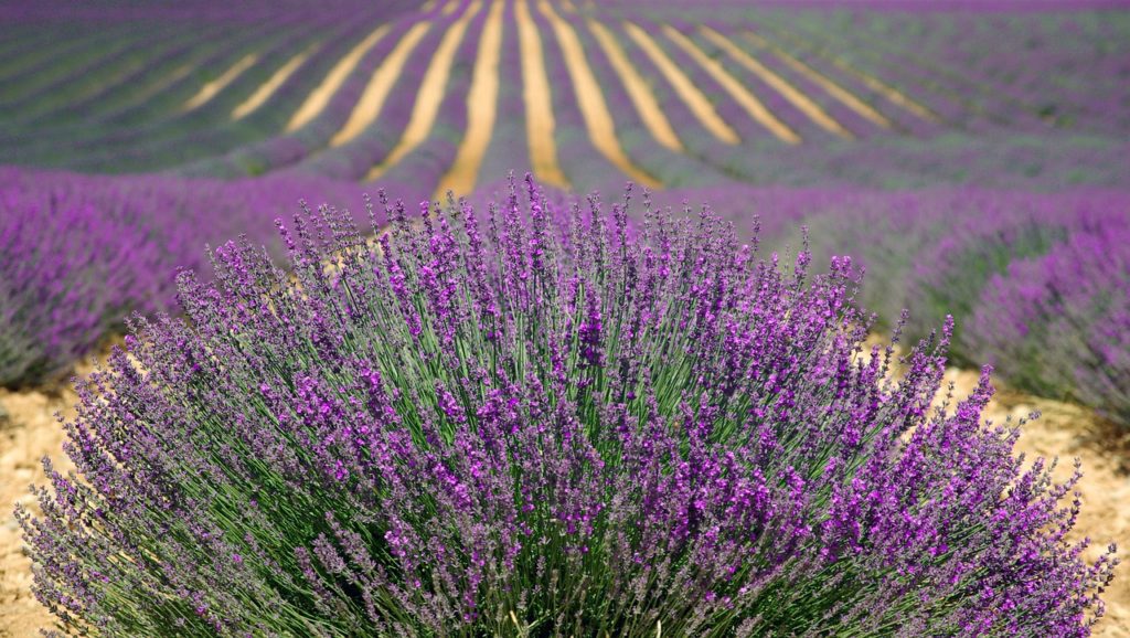 lavender, lavender field, french lavender