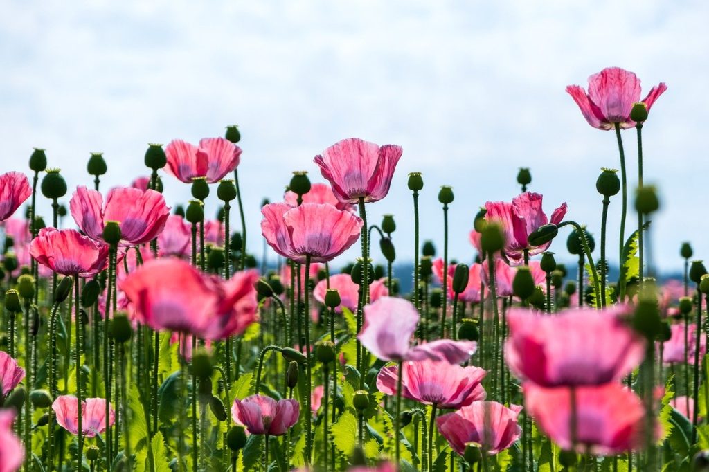 poppy, nature, flowers