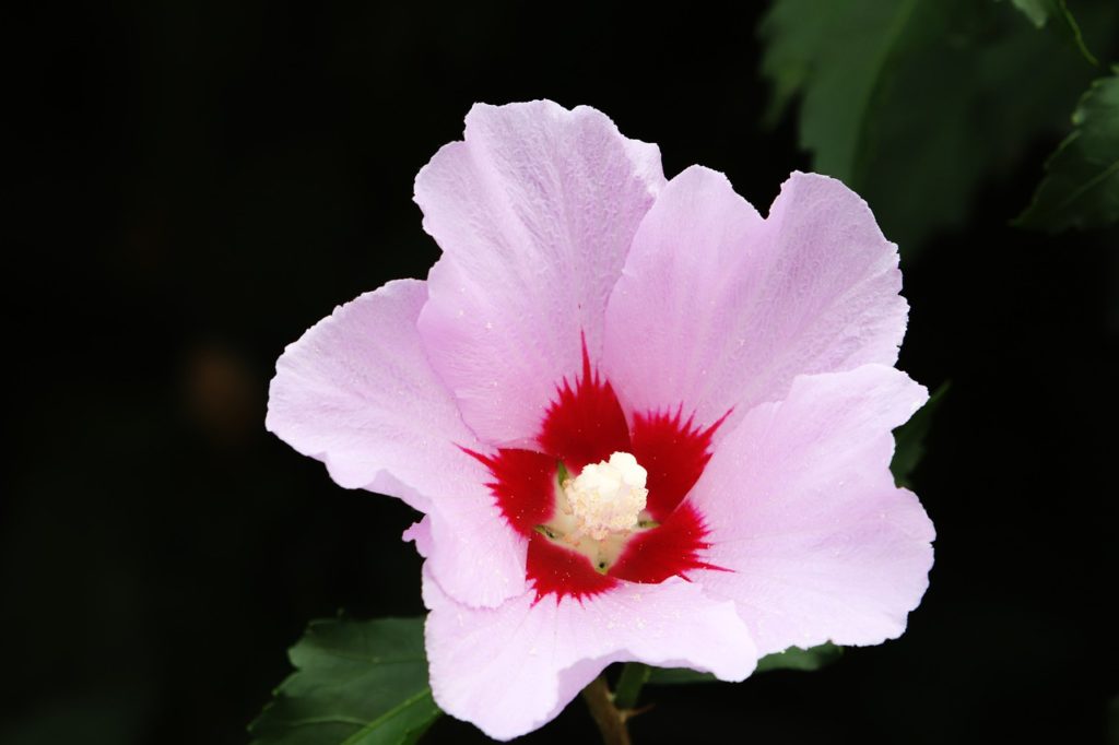 rose of sharon, republic of korea, flowers