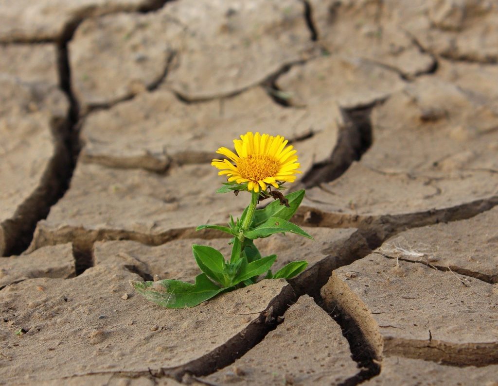 flower, life, crack