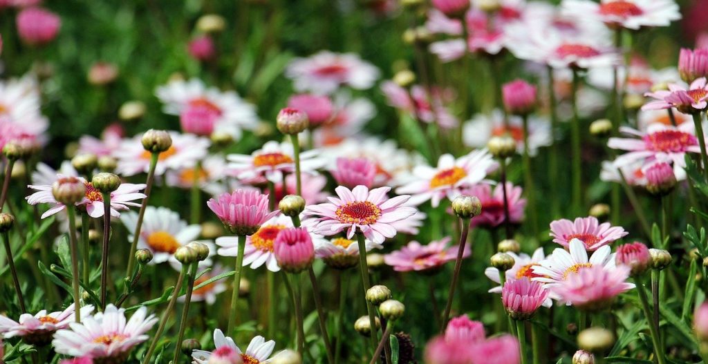 marguerite, tree daisy, flower