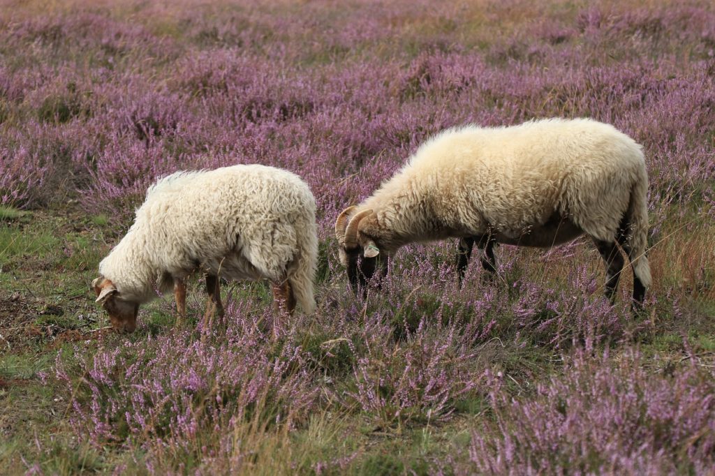 sheep, cattle, graze