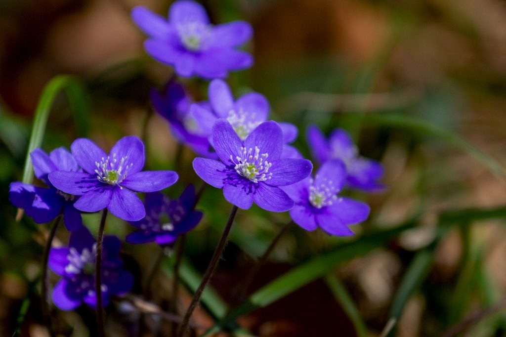 flower, hepatica, nature