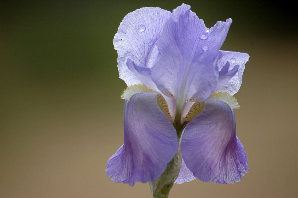 flower, spring, purple