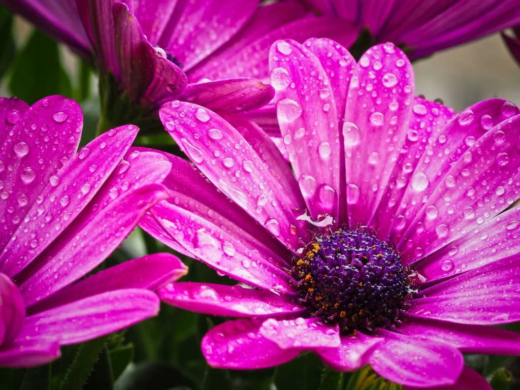 cape basket, flower, composites