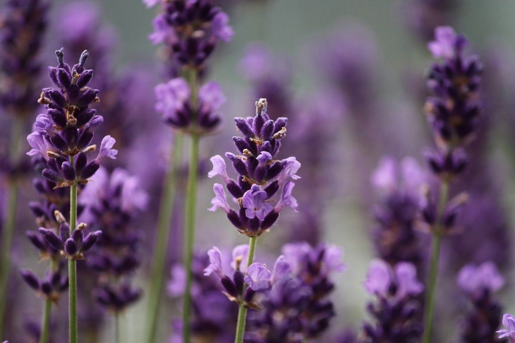 lavender, purple, bloom