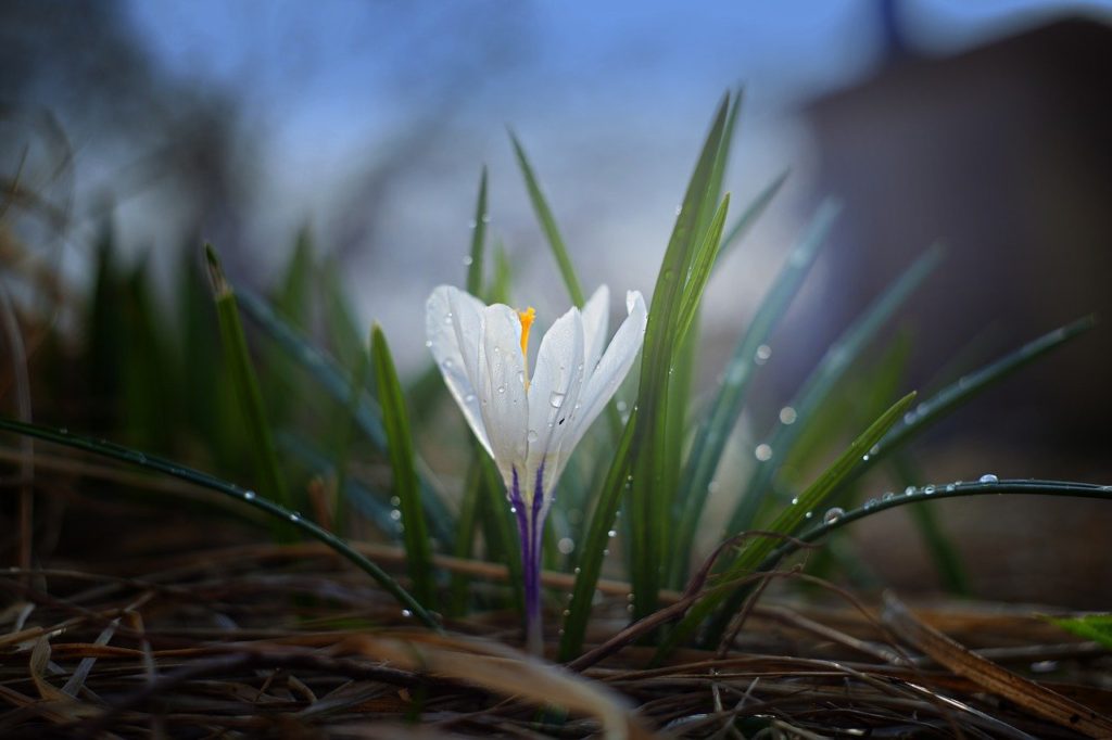 nature, crocus, plant