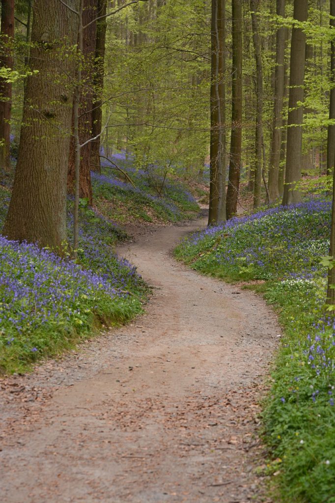 nature, forest, hallerbos