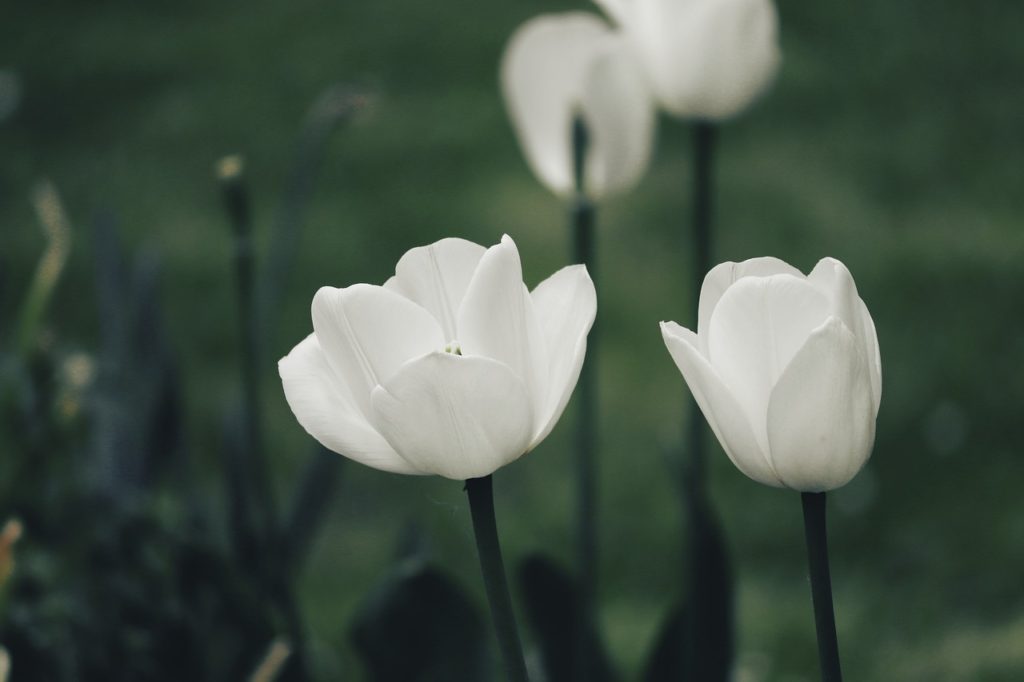 tulips, flowers, spring