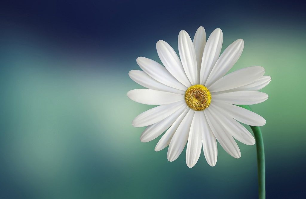 marguerite, daisy, flower