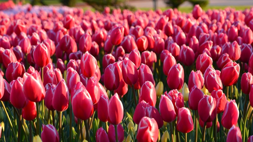 tulips, red, macro