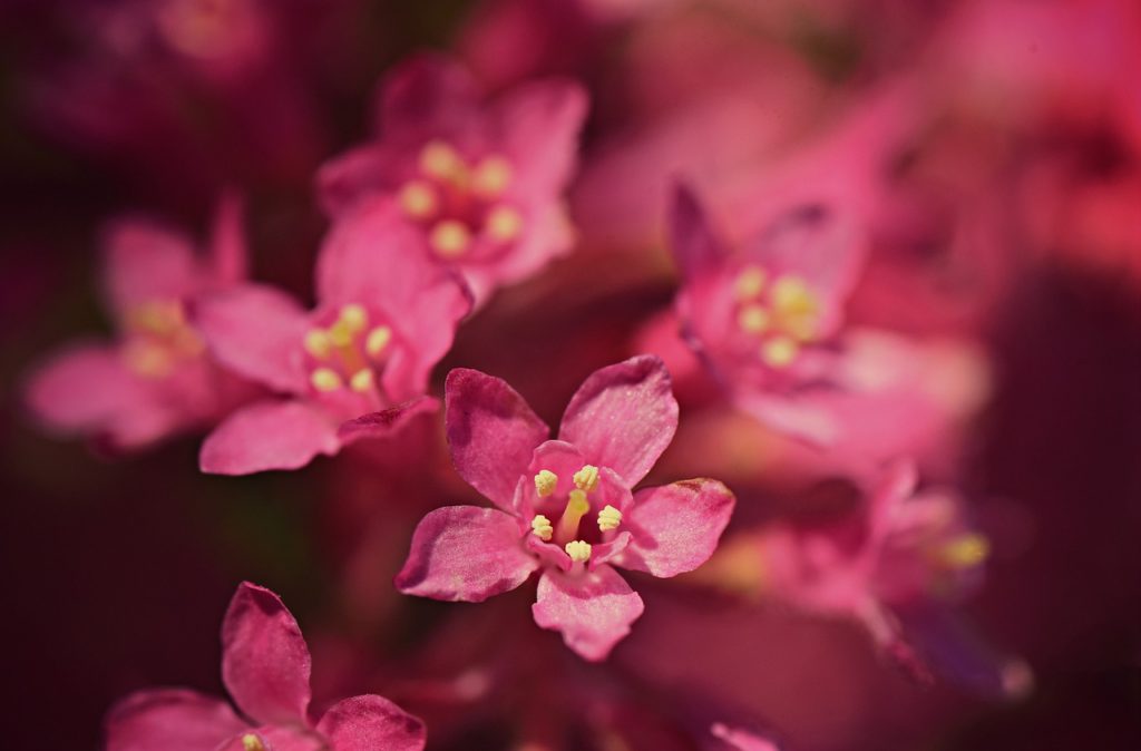 flower, pistil, stamen