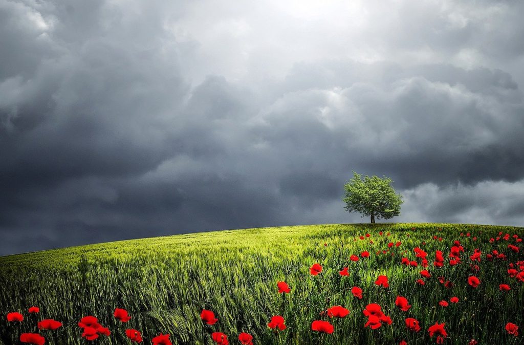 tree, summer, beautiful