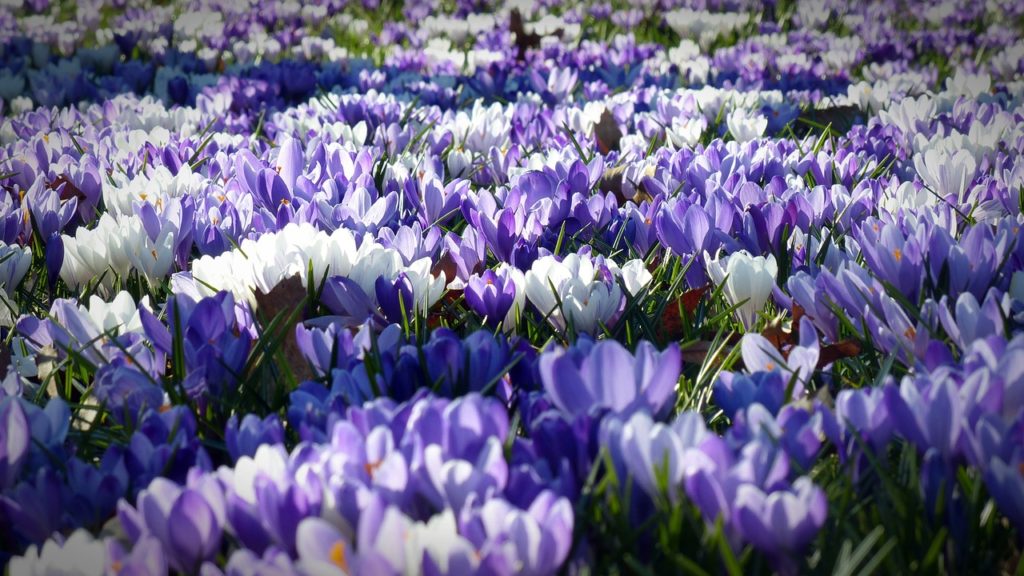 crocus, flowers, field