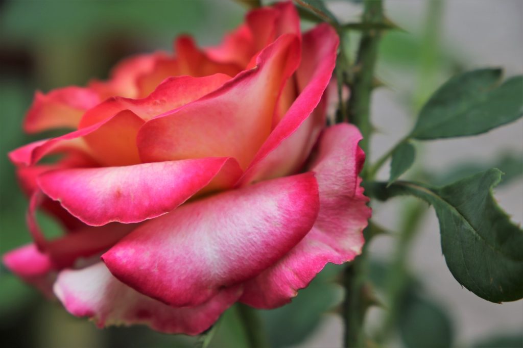 yellow red rose alinka, flower, bloom