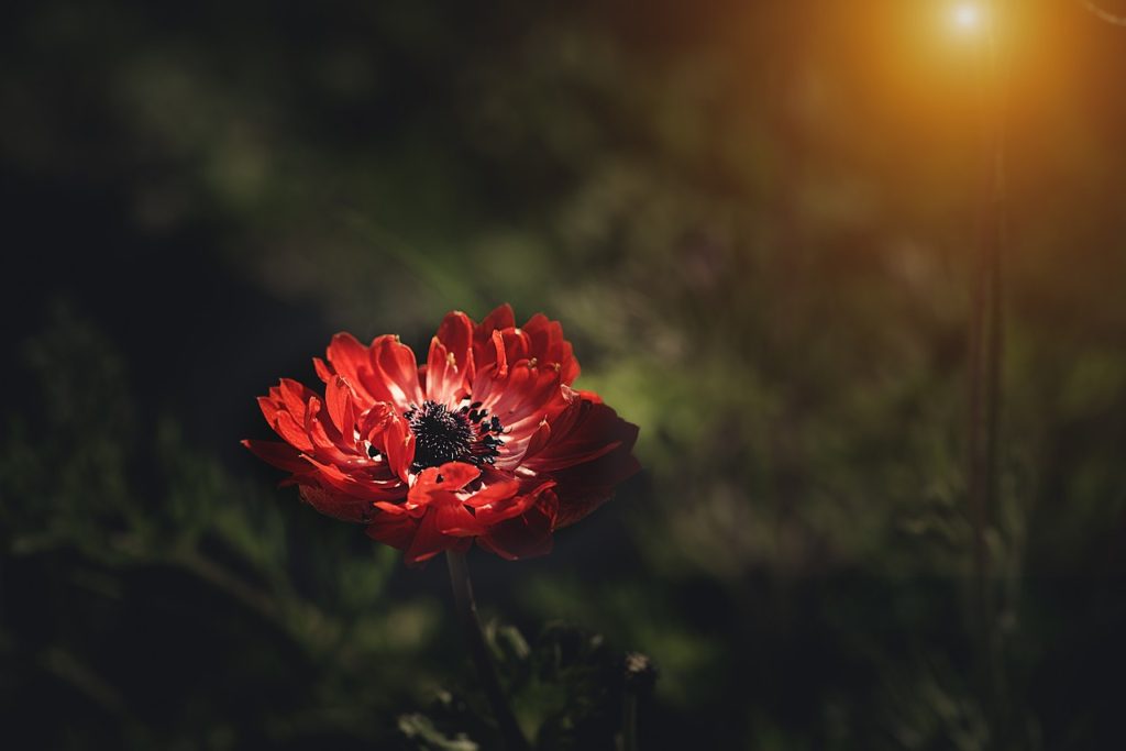 anemone, red, red anemone