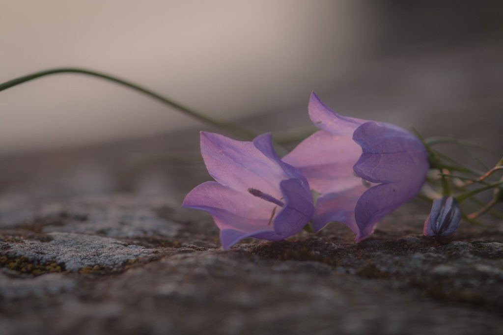 blue bell, bell flower, flower