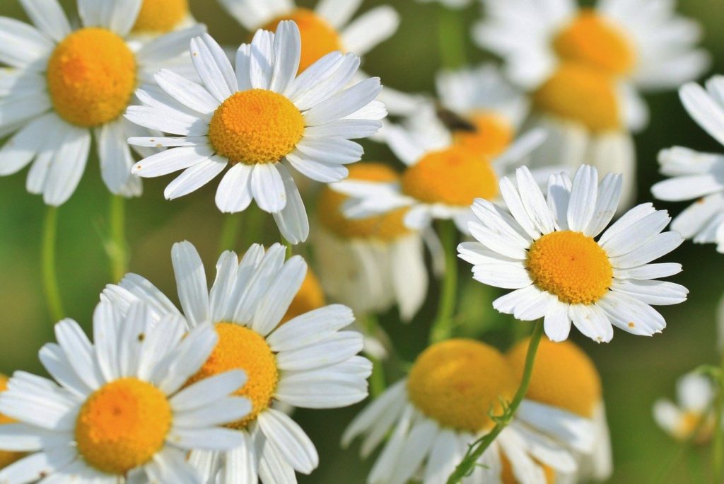 flowers, chamomiles, meadow