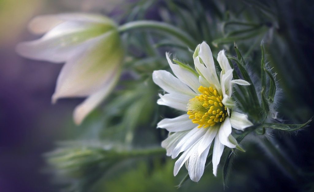 flower, spring, bloom