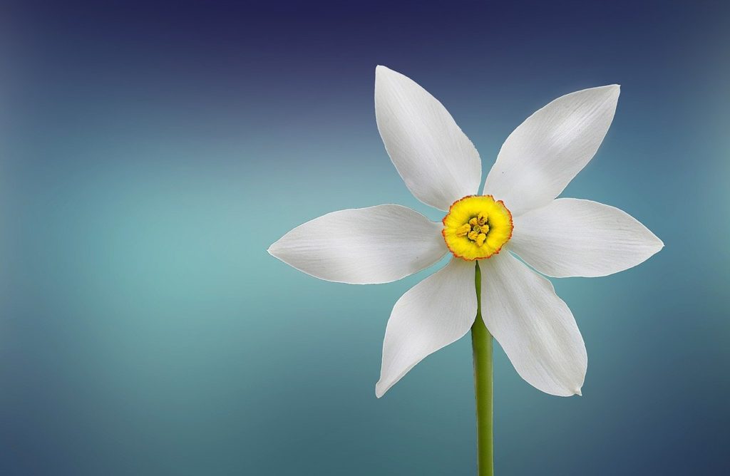 flower, white, beautiful