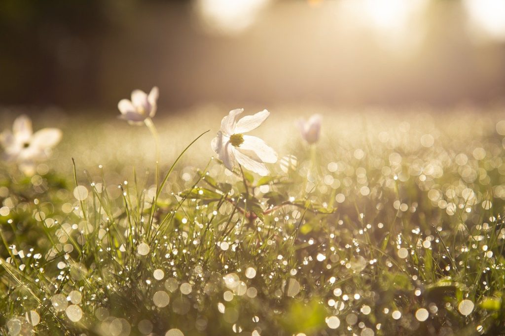 morning, sip, wood anemone