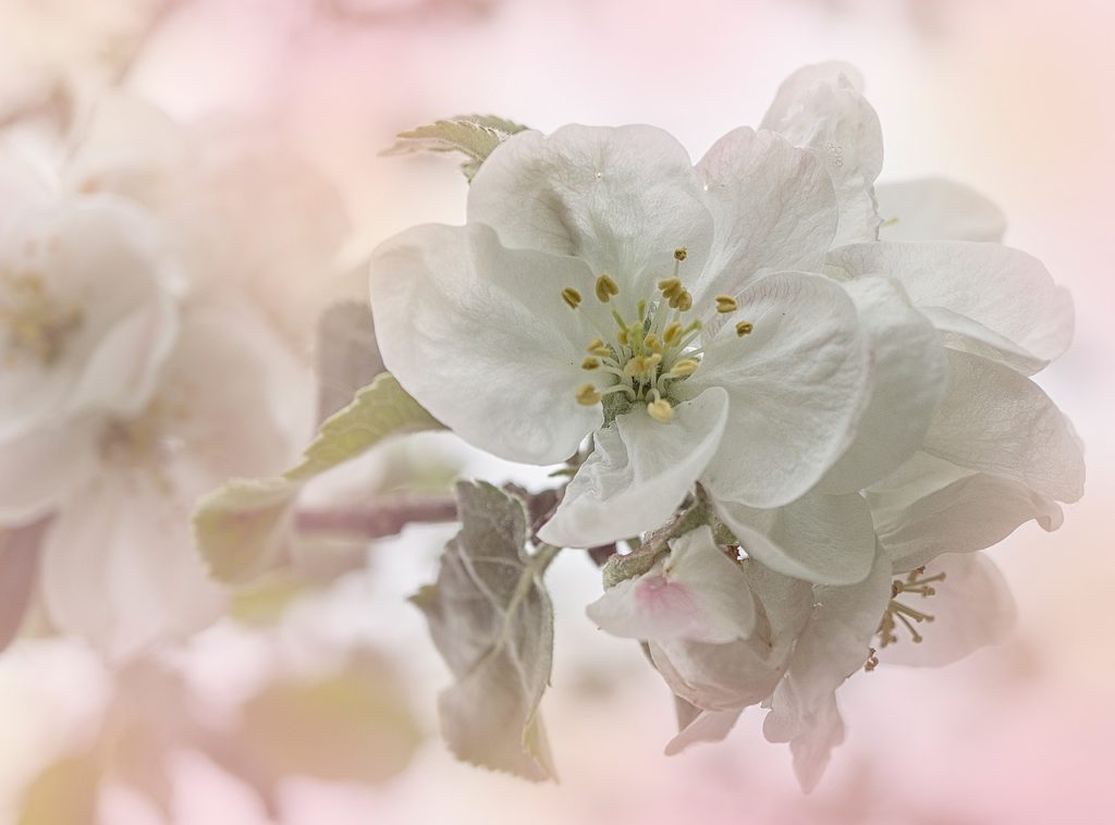 apple, apple tree, apple blossoms