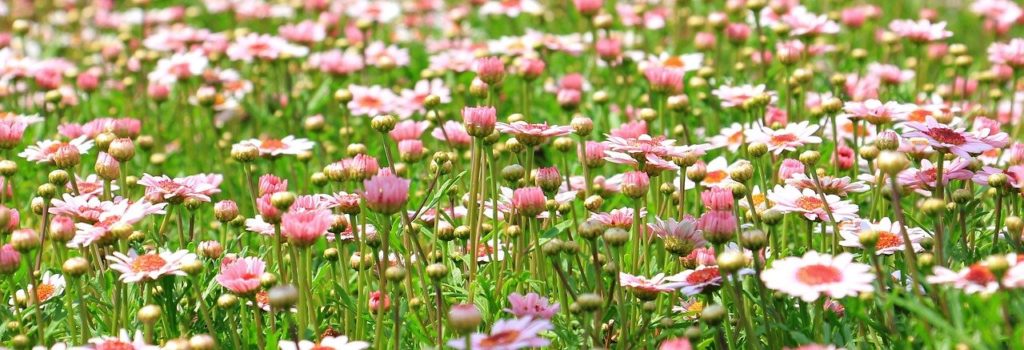 marguerite, flowers, field