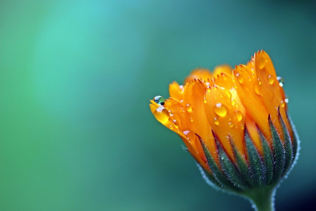 marigold, flower, dewdrops