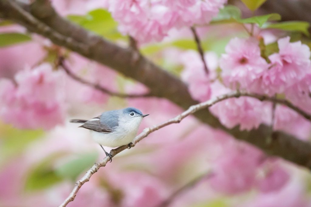 pink, flower, bloom