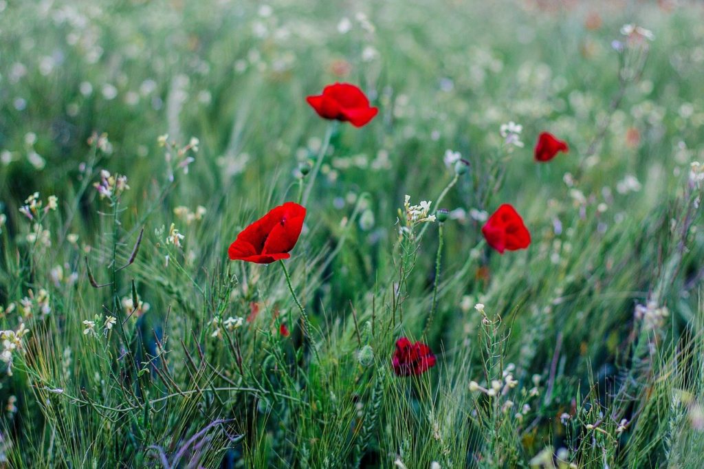 poppy, grass, field