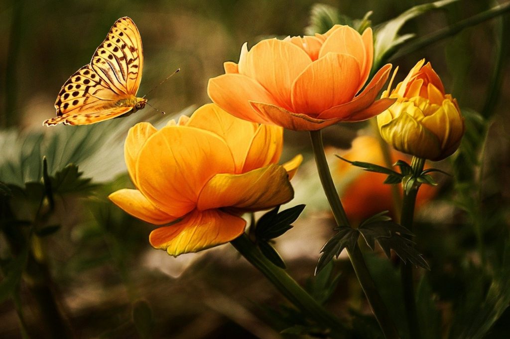 garden, flowers, butterfly