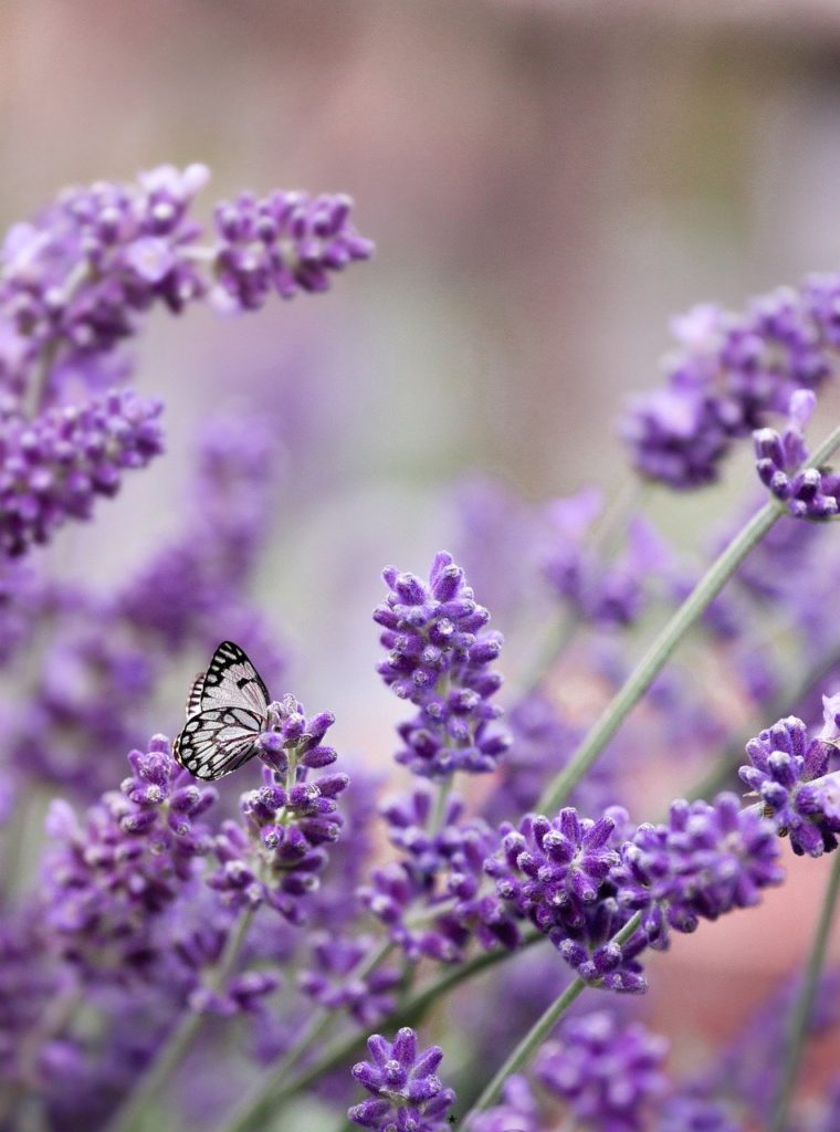 lavender, purple, butterfly