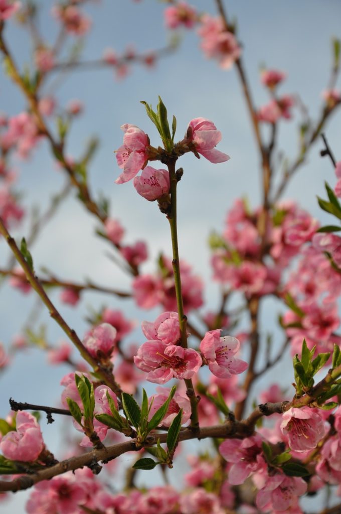 peach flower, spring flower, blossom