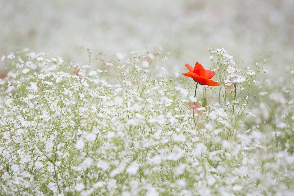 poppy, baby's breath, flowers