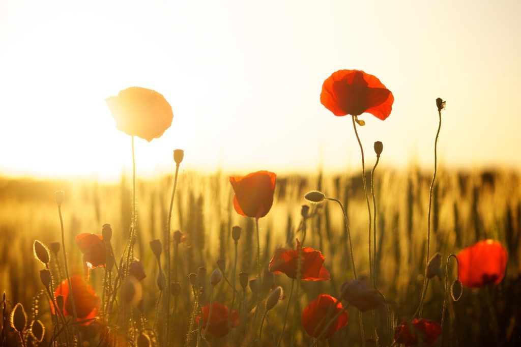 poppies, field, sunset