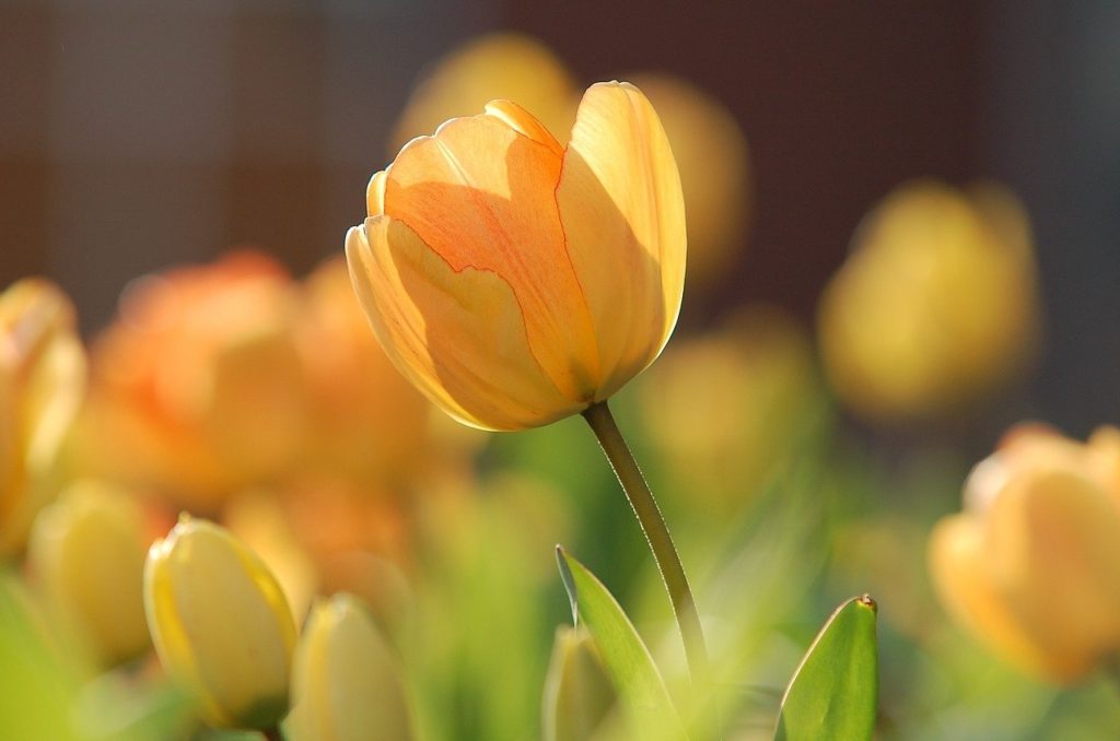 tulips, yellow tulips, flowers