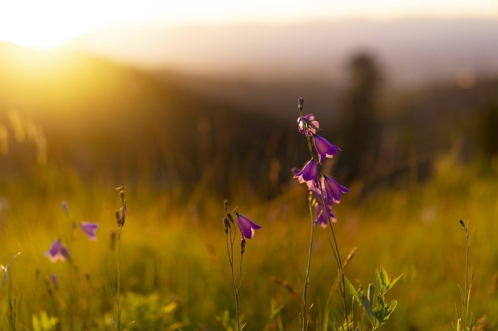 flowers, field, sunset