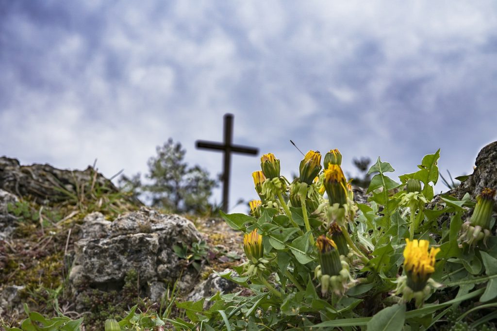 hike, dandelion, rock