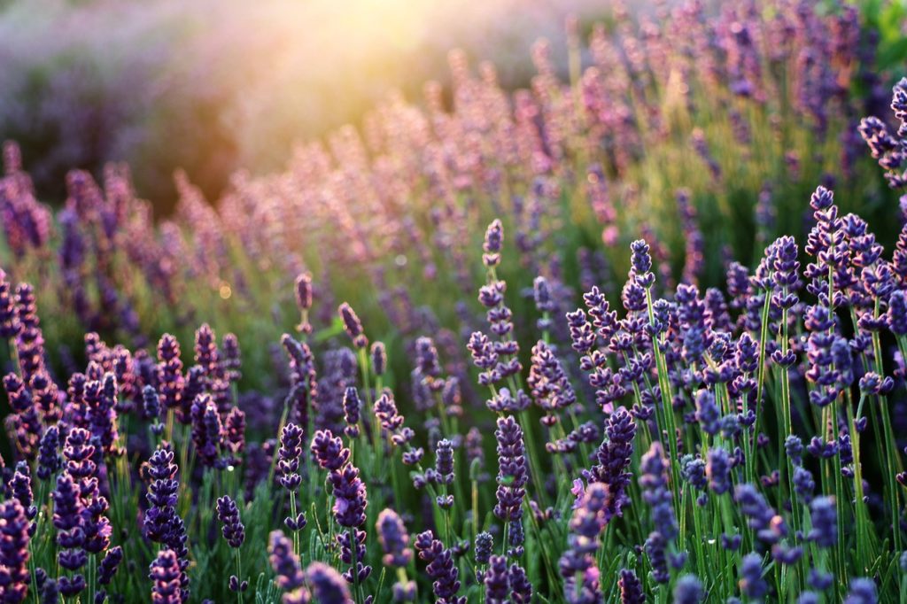 lavender, flowers, field