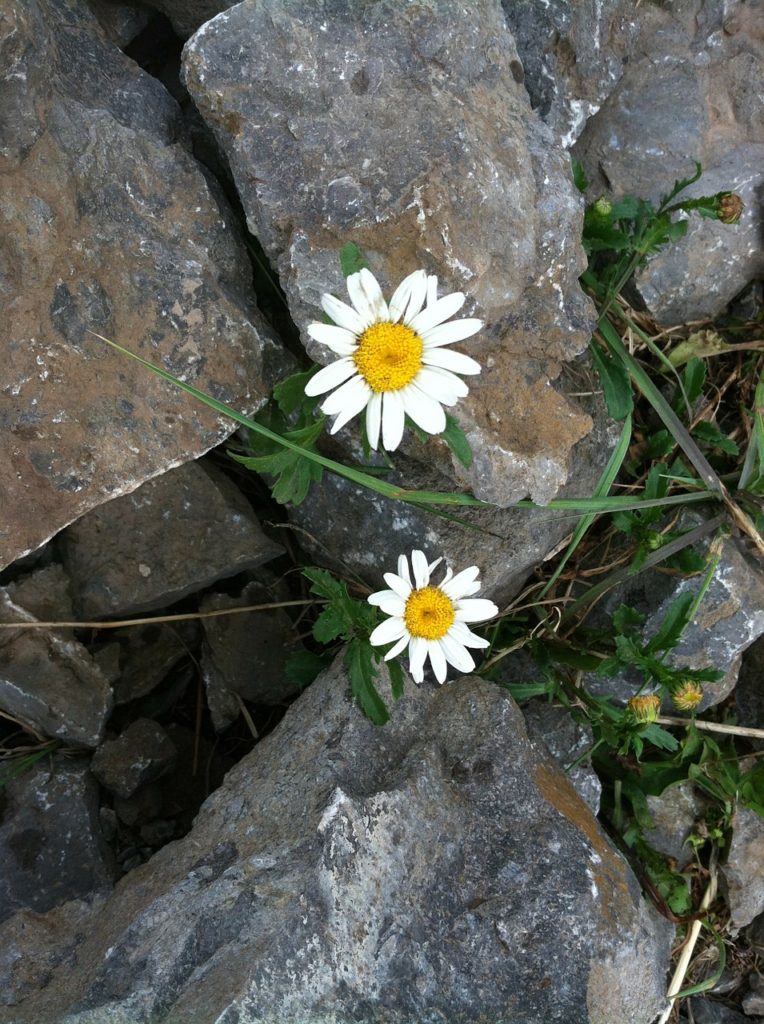 perseverance, hope, daisy