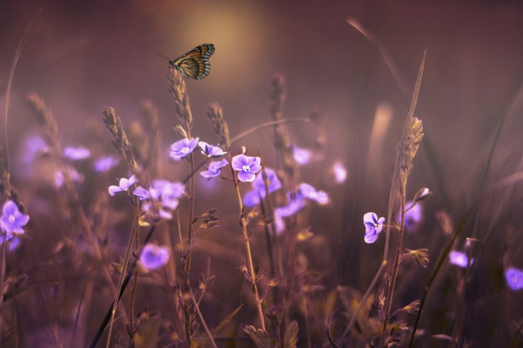 flowers, butterfly, wildflowers