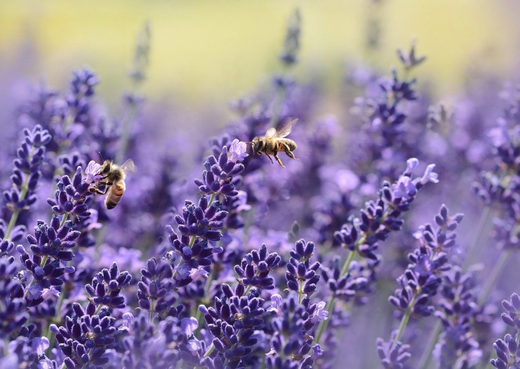 lavenders, bees, pollinate