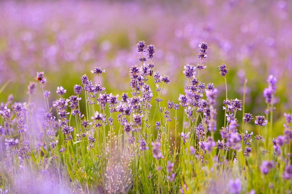 lavenders, flowers, lavender field